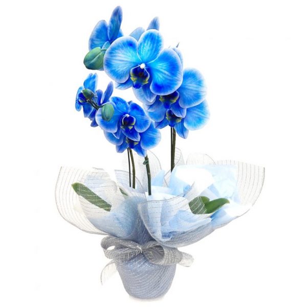 Orquídea Azul - Iflores Oficial - Floricultura São José dos Campos